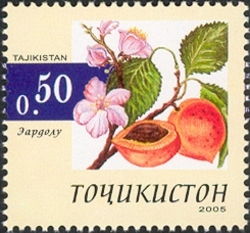 Fruits - Apricot
