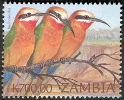 Birds of Zambia - Merops b bullockoides