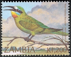 Birds of Zambia - Merops  persicas