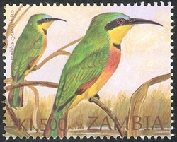 Birds of Zambia - Merops  pusillus cyanostictus