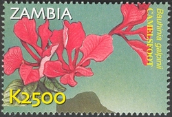 Flora and Fauna of Zambia - Bauhinia galpinii