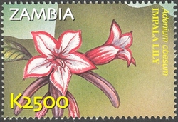 Flora and Fauna of Zambia - Adenium obesum
