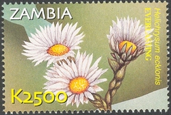 Stamp, Flora and Fauna of Zambia - Helychrysum ecklonis, Zambia,  