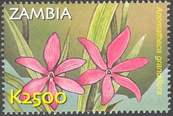 Stamp, Flora and Fauna of Zambia - Anomatheca grandiflora, Zambia,  