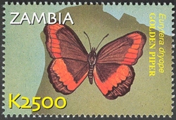 Flora and Fauna of Zambia - Eurytera dryope