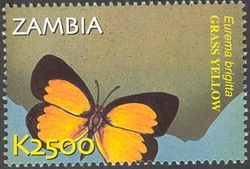 Flora and Fauna of Zambia - Eurema brigitta