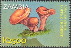 Stamp, Flora and Fauna of Zambia - Clitocybe olearia, Zambia,  