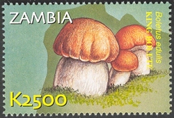 Flora and Fauna of Zambia - Boletus edulis
