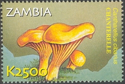 Flora and Fauna of Zambia - Cantharellus cibarius