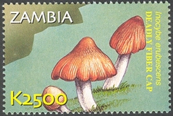 Stamp, Flora and Fauna of Zambia - Inocybe erubescens, Zambia,  