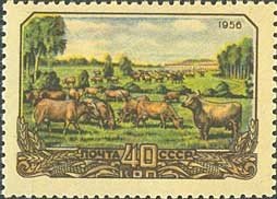 Cow herd on a pasture