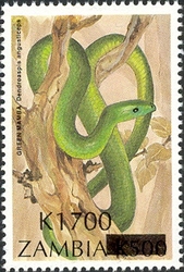 Overprint - Green mamba
