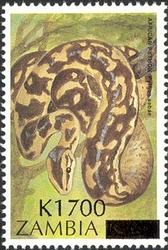 Overprint - African Python