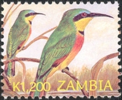 Birds of Zambia - new values - Merops  pusillus cyanostictus