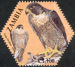 Stamp, 1st SAPOA issue - Peregrine Falcon, Zambia,  