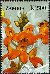 Orchids of Zambia  - Disa uniflora orange