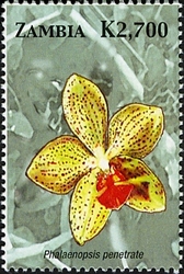 Stamp, Orchids of Zambia  - Phlaenopsis penetrate, Zambia,  