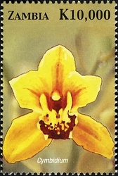 Orchids of Zambia  - Cymbidium