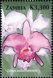 Orchids of Zambia  - Catteya lueddemanniana