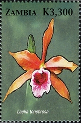 Orchids of Zambia  - Laelia tenebrosa