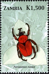 Beetles of Zambia - Fornasinius russus