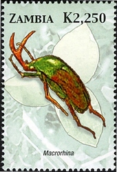 Stamp, Beetles of Zambia - Macrorhina, Zambia,  