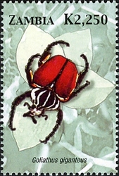 Beetles of Zambia - Goliathus giganteus