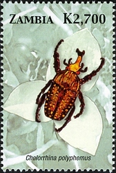 Beetles of Zambia - Chelorrhina polyphemus