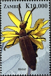 Stamp, Beetles of Zambia - Meloid, Zambia,  