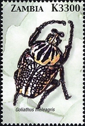 Stamp, Beetles of Zambia - Goliathus meleagris, Zambia,  
