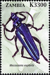 Stamp, Beetles of Zambia - Mecosasms explanta, Zambia,  