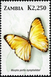 Butterflies of Zambia - Morpho portis nymphadae