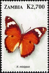 Butterflies of Zambia - H. misippus