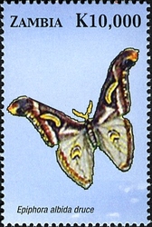Butterflies of Zambia - Epiphora albida druce