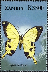 Butterflies of Zambia - Papilio dardanus