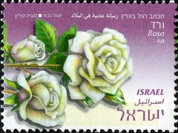 Flowers - Rose