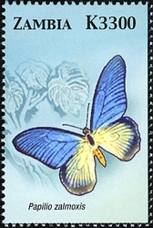 Butterflies of Zambia - Papilio zalmoxis
