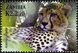 Stamp, Animals of Zambia and Africa - Acinonyx jubatus, Zambia,  