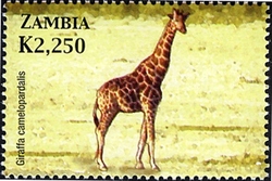 Animals of Zambia and Africa - Giraffa camelopardalis