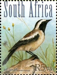 Grasslands Birds - Buff streaked chat