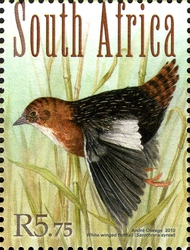 Grasslands Birds - White winged flufftail