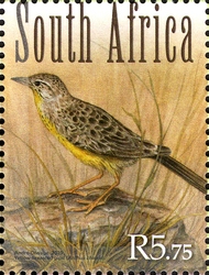 Grasslands Birds - Yellow breasted pipit