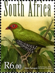 South African Forest Birds - Green Twinspot