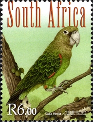 South African Forest Birds - Cape Parrot
