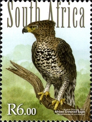 South African Forest Birds - African Crowned Eagle