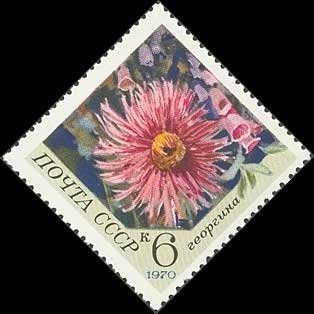 Dahlia