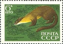 Nilgiri Marten (Martes gwatkinsi)