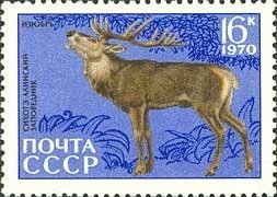 Red Deer (Cervus elaphus)