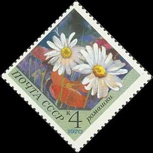 Camomile
