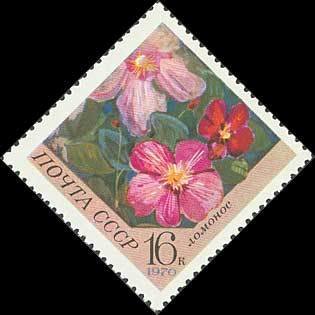Clematis